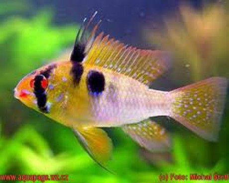 Cichlidka ramirezova